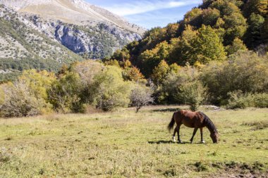 Abruzzo Ulusal Parkı
