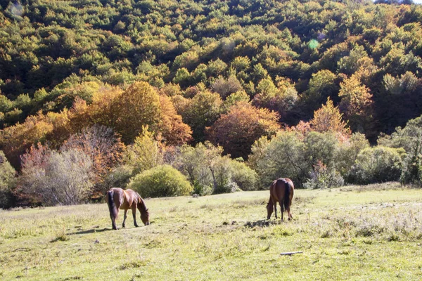Abruzzos nationalpark — Stockfoto