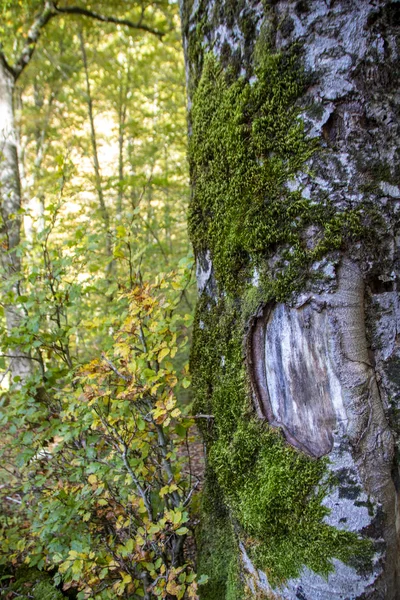 Bok skogen — Stockfoto