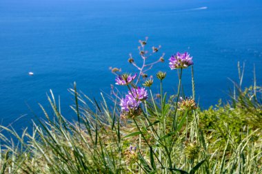 Napoli, İtalya 'daki Virgiliano parkında mavi bir manzaranın arka planına sahip baharda vahşi bitki örtüsü 