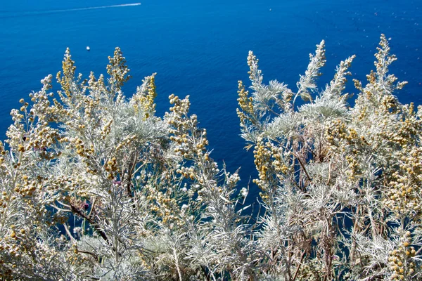 wild vegetation on springtime  with background of a blue see at virgiliano park in Naples, Italy