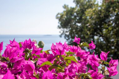 İtalya 'nın Alamfi sahilindeki mavi denizin arka planında pembe buganvillalar.