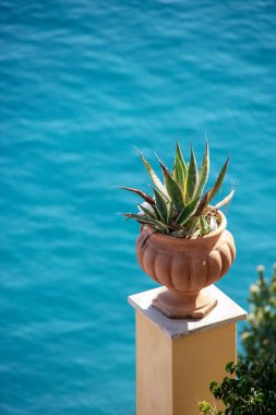 Positano, İtalya 'da turkuaz bir denizin arka tarafındaki güzel bir vazoda agave bitkisi. 