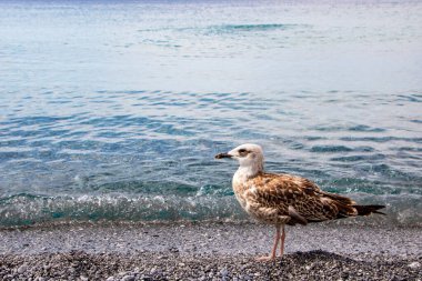 Basilicata, İtalya 'da Maratea sahilinde martı.
