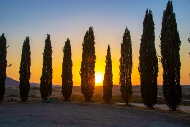 San Quirico d 'Orcia' da - İtalya - Ağustos 2020 - Tuscan kırsalında gün batımında selvi ağacı sırası