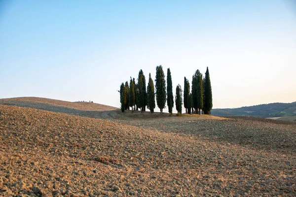 San Quirico Orcia Italy August 2020 Cypress Tree Row Tuscan — стоковое фото
