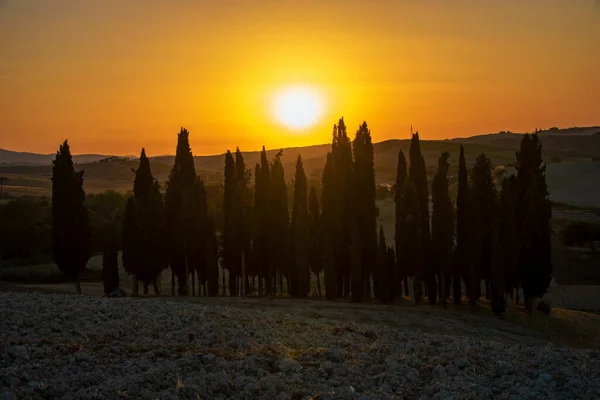 San Quirico Orcia Italy August 2020 Cypress Tree Row Tuscan — стоковое фото