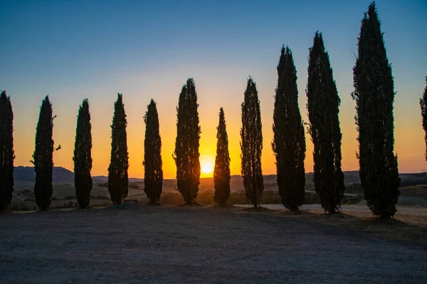 キリコ オルシアで イタリア 2020年8月 日没のトスカーナ地方のヒノキの木の行 — ストック写真