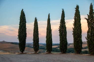 San Quirico d 'Orcia' da - İtalya - Ağustos 2020 - Tuscan kırsalında gün batımında selvi ağacı sırası