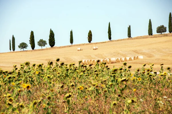 Asciano Italien Augusti 2020 Landskap Toscana Landsbygden Val Orcia Och — Stockfoto
