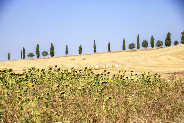 Asciano Italien Augusti 2020 Landskap Toscana Landsbygden Val Orcia Och — Stockfoto