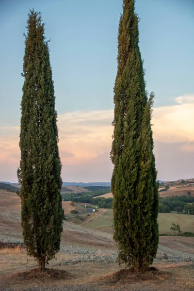 San Quirico Orcia Italia Agosto 2020 Fila Cipressi Nella Campagna — Foto Stock