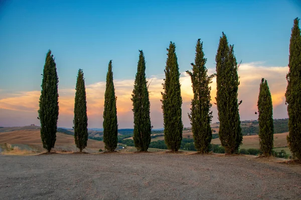 San Quirico Orcia Italy August 2020 Cypress Tree Row Tuscan — стоковое фото