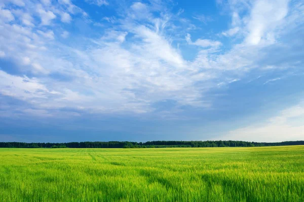 Летний Сельский Пейзаж Зеленым Полем Красивым Небом — стоковое фото