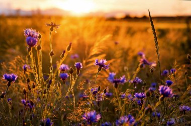 Güneş ışınlarının kır çiçekleri vereceğim, yaz yatay