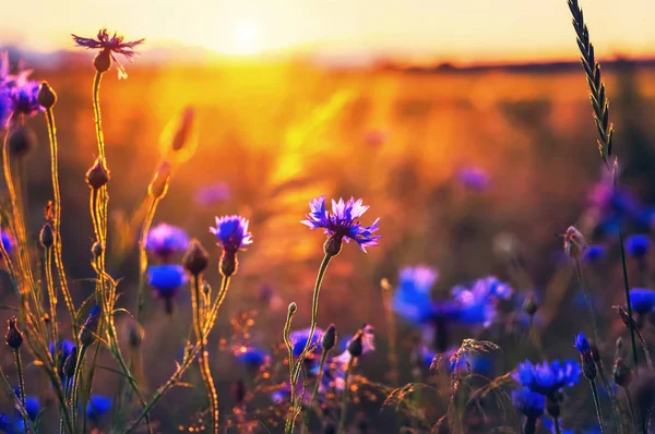 Summer landscape with wildflowers cornflowers in the rays of the sun