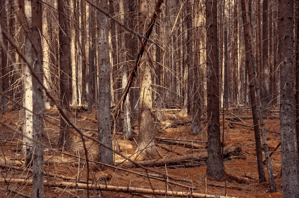 Bosque Paisaje Místico Con Abetos Secos Viejos —  Fotos de Stock