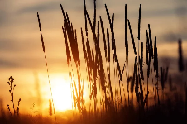 Paisagem Verão Com Planta Nos Raios Sol Poente — Fotografia de Stock