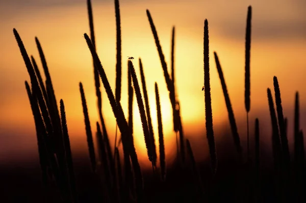 Paisagem Verão Com Planta Nos Raios Sol Poente — Fotografia de Stock