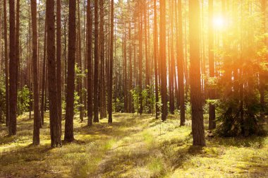 İğne yapraklı orman yolu ile yaz güzel sahne