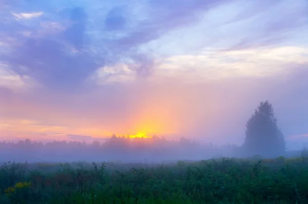 Bunte Sommerlandschaft Mit Nebligem Morgen Und Bewölktem Himmel — Stockfoto