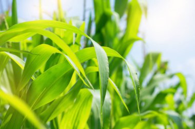 Sulu yeşil mısır yaprakları güneşin.