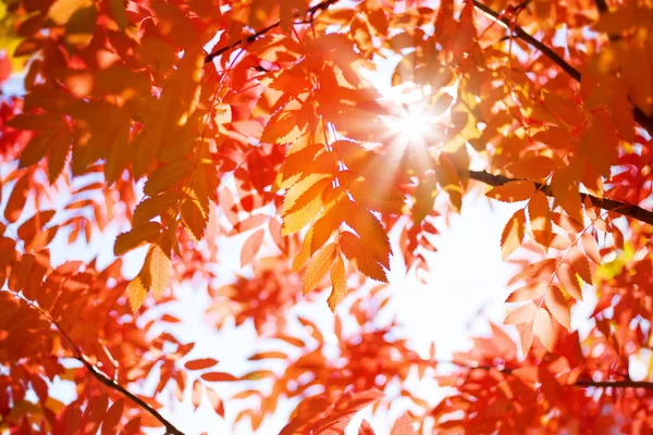 Ljusa Höstlig Bakgrund Med Röda Blad Rönn Solen — Stockfoto