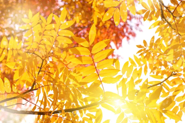 Fondo Otoñal Brillante Con Hojas Amarillas Ceniza Montaña Sol —  Fotos de Stock