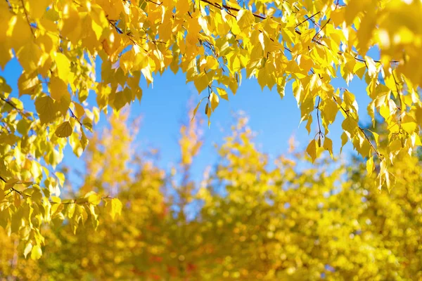 Autunno Sfondo Luminoso Con Ramoscelli Betulla Gialli Cielo Blu — Foto Stock