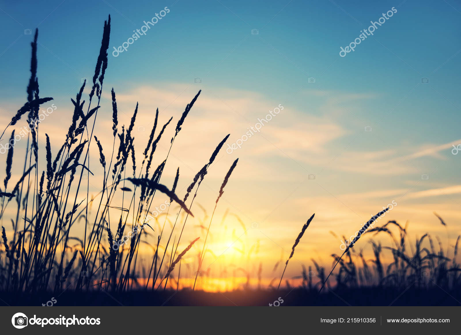 黄昏明亮的风景与高大的草对夕阳的背景 图库照片 C Leonidikan 黄昏明亮的风景与高大的草对夕阳的背景 图库照片 C Leonidikan