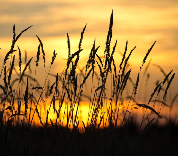 Outono Paisagem Noturna Com Juncos Contra Pôr Sol Fundo — Fotografia de Stock