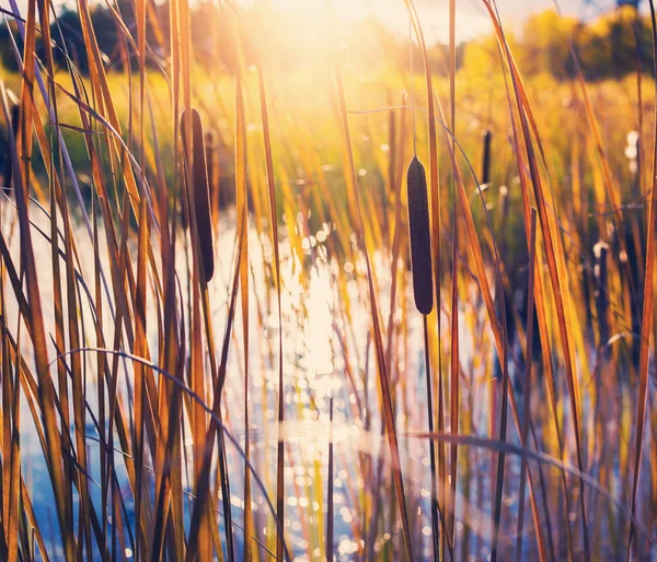 Paisagem Outono Com Cattail Pântano Pôr Sol — Fotografia de Stock