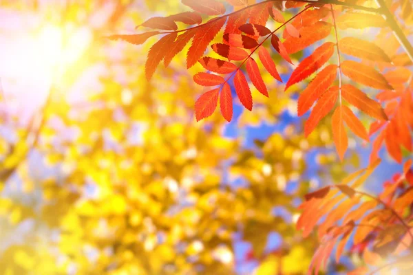 Luminoso Sfondo Autunnale Con Foglie Rosse Gialle — Foto Stock