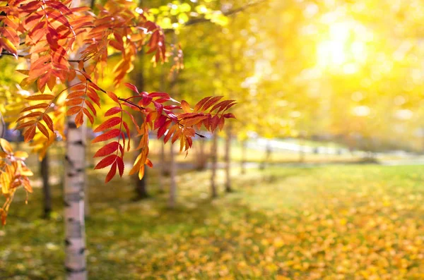 Beau Paysage Automne Fond Naturel Coloré Feuilles Rouges Jaunes Des — Photo