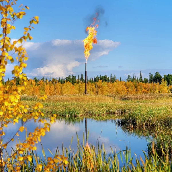 Otoño Brillante Paisaje Con Una Antorcha Aceite Fondo Del Bosque — Foto de Stock