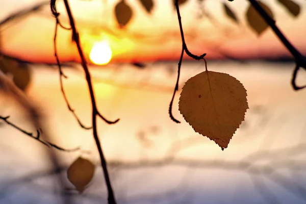 Branches Bouleau Avec Des Feuilles Jaunes Contre Coucher Soleil — Photo