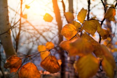 Huş ağacı dalları ile gün batımına karşı sarı yapraklar