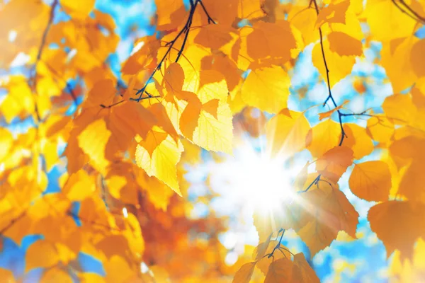 Fondo Otoño Hojas Abedul Amarillo Brillante —  Fotos de Stock