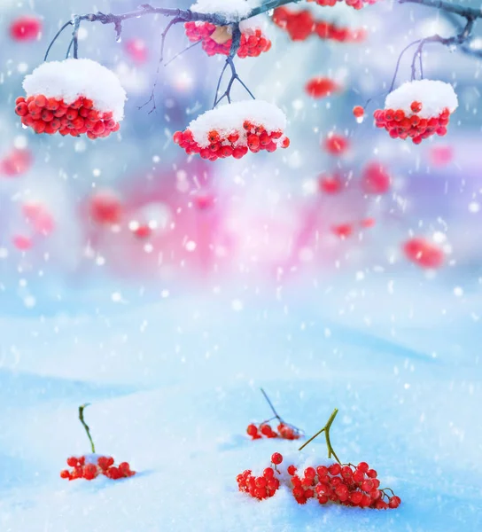 Zimní Pozadí Zimní Krajina Sněhem Pokryté Zářivě Červený Jeřáb — Stock fotografie