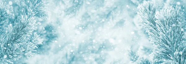 Vinter Ljus Bakgrund Med Snöiga Tall Grenar — Stockfoto