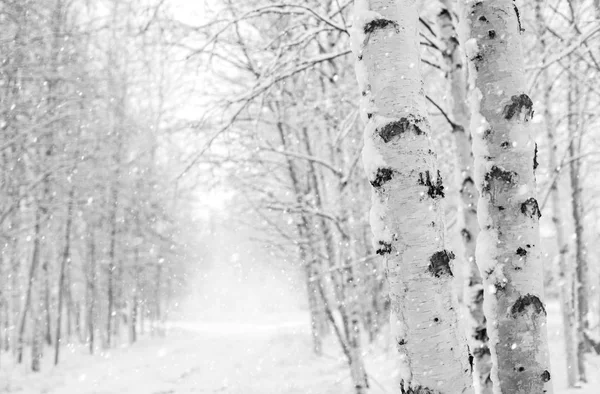 Paisaje Invernal Con Abedules Nevados Parque —  Fotos de Stock