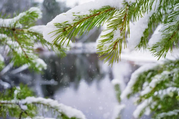 在森林湖岸边有水滴的被白雪覆盖的松树分枝 — 图库照片