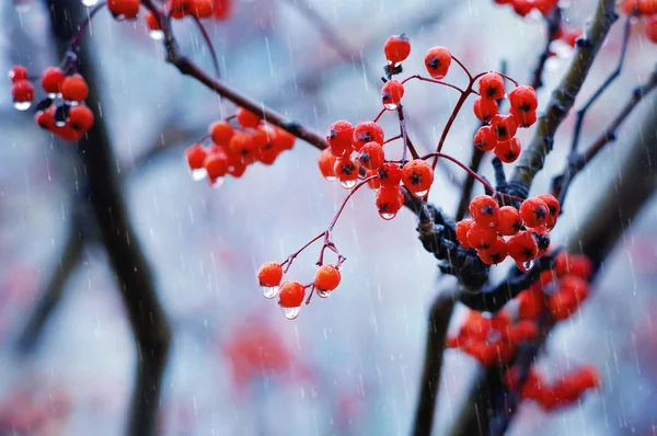 Rote Beeren Der Eberesche Tropfen Des Herbstregens — Stockfoto