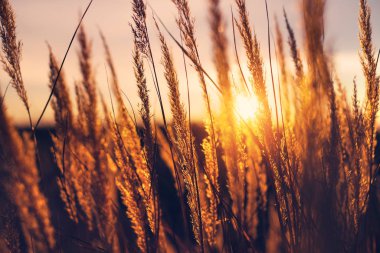 Sonbahar akşam yatay, sazlık günbatımı arka planı