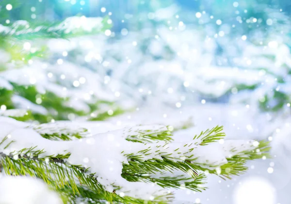 Kış Noel Arka Plan Ile Karlı Çam Dalı — Stok fotoğraf