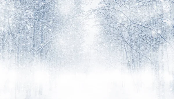 Fundo Inverno Com Árvores Nevadas Floresta — Fotografia de Stock