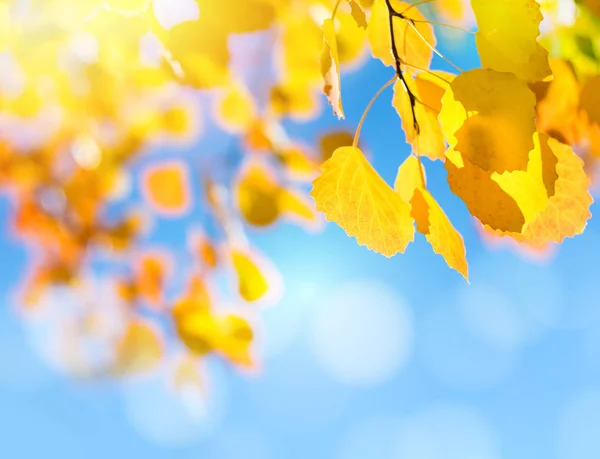 Hojas Álamo Brillante Colorido Contra Cielo Azul —  Fotos de Stock