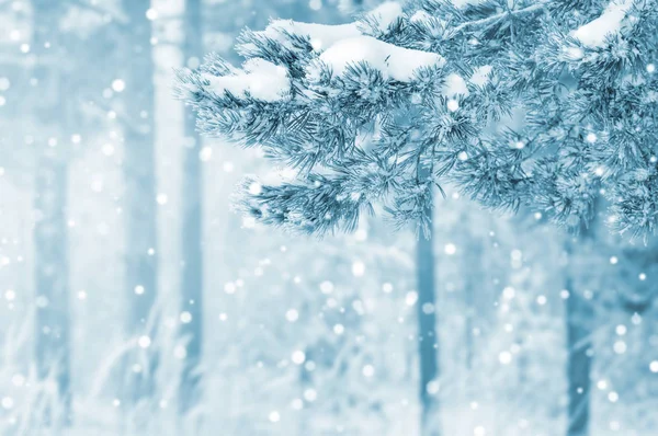 Paisaje Invernal Brillante Con Pinos Cubiertos Nieve Fondo Invierno — Foto de Stock