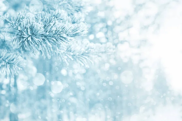 Achtergrond Van Heldere Winter Met Sneeuw Bedekte Pijnbomen Natuurlijke Feestelijke — Stockfoto