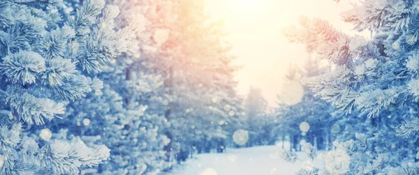 Прекрасный Заснеженный Лес Зимний Пейзаж Хвойными Лесами Инею Зимний Фон — стоковое фото